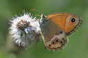 BUITEN BEELD Foto: 304092