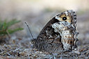 BUITEN BEELD Foto: 304098