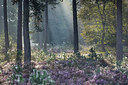 BUITEN BEELD Foto: 304158