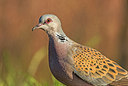 BUITEN BEELD Foto: 304273