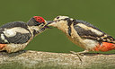 BUITEN BEELD Foto: 304274