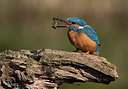 BUITEN BEELD Foto: 304279