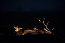 BUITEN BEELD Foto: 304318