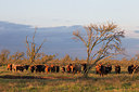 BUITEN BEELD Foto: 304331