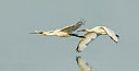 BUITEN BEELD Foto: 304428
