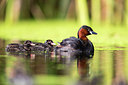 BUITEN BEELD Foto: 304519