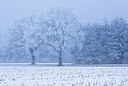 BUITEN BEELD Foto: 304526