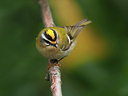 BUITEN BEELD Foto: 304584