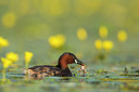 BUITEN BEELD Foto: 304589