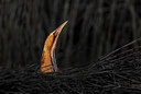 BUITEN BEELD Foto: 304638