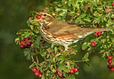 BUITEN BEELD Foto: 304707