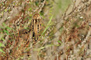 BUITEN BEELD Foto: 304817