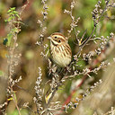 BUITEN BEELD Foto: 304819