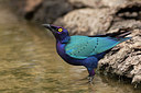 BUITEN BEELD Foto: 304872
