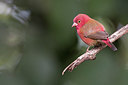 BUITEN BEELD Foto: 304896