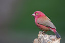 BUITEN BEELD Foto: 304897