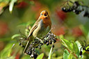 BUITEN BEELD Foto: 304945