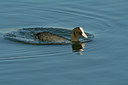 BUITEN BEELD Foto: 304997