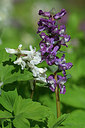 BUITEN BEELD Foto: 305011