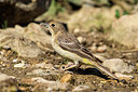 BUITEN BEELD Foto: 305040