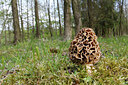 BUITEN BEELD Foto: 305071