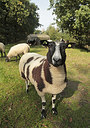 BUITEN BEELD Foto: 305124
