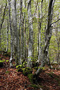BUITEN BEELD Foto: 305163