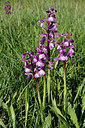 BUITEN BEELD Foto: 305298