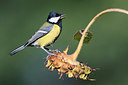 BUITEN BEELD Foto: 305335