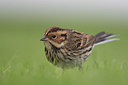 BUITEN BEELD Foto: 305366