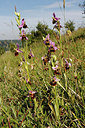 BUITEN BEELD Foto: 305380
