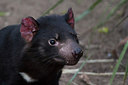 BUITEN BEELD Foto: 305405