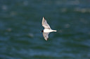 BUITEN BEELD Foto: 305472