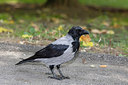 BUITEN BEELD Foto: 305523