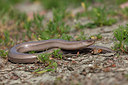 BUITEN BEELD Foto: 305613