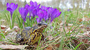 BUITEN BEELD Foto: 305663