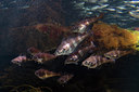 BUITEN BEELD Foto: 305673