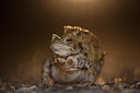 BUITEN BEELD Foto: 305694