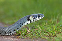 BUITEN BEELD Foto: 305714