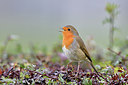 BUITEN BEELD Foto: 305761