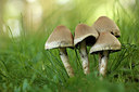 BUITEN BEELD Foto: 305835