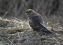 BUITEN BEELD Foto: 305934