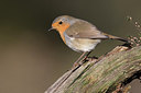 BUITEN BEELD Foto: 305978
