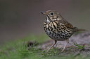 BUITEN BEELD Foto: 305984