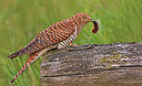 BUITEN BEELD Foto: 305987