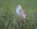 BUITEN BEELD Foto: 306000