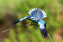 BUITEN BEELD Foto: 306088