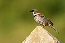 BUITEN BEELD Foto: 306095
