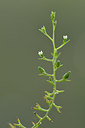 BUITEN BEELD Foto: 306184