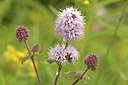 BUITEN BEELD Foto: 306285